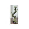 REPTILES - DECORACION TERRARIOS - Sandimas 26918 - DECORACION TERRARIO BONSAI GRANDE