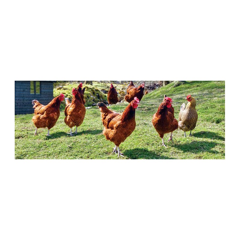 GALLINAS PONEDORAS GRANULO 25 KG