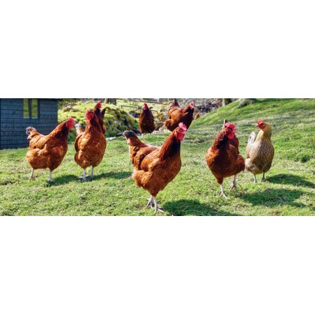 GALLINAS PONEDORAS GRANULO 25 KG