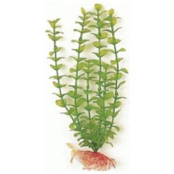 GREEN BACOPA 20 CM. PLANTA...