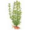 GREEN BACOPA 20 CM. PLANTA ACUARIO