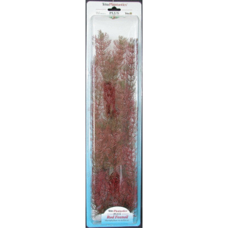 PLANTA FOXTAIL PLUS (35-38CM)