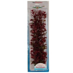 PLANTA RED LUWIGIA PLUS...